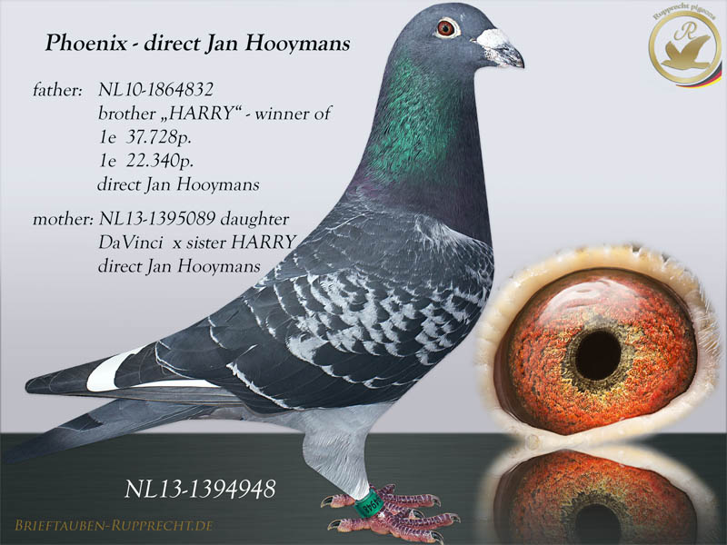 Jan Hooymans - NL13-1394948M